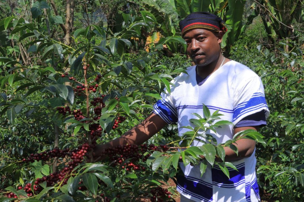 Fresh Coffee on the Farm