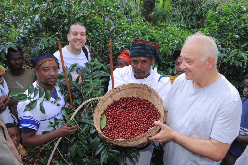 Coffee on Sidamo Farm Land